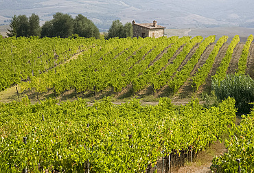 A vineyard in autumn near Montalcino, Tuscany, Italy, Europe