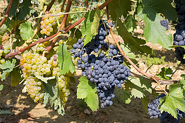 Red and white grapes growing in a vineyard near Montalcino, Tuscany, Italy, Europe