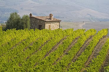 A vineyard and stone barn near Montalcino, Tuscany, Italy, Europe