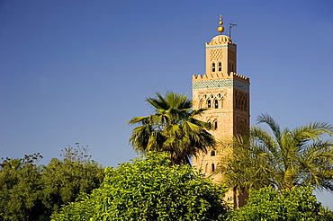 The minaret of the Koutoubia Mosque surrounded by palm trees in Marrakech, Morocco, North Africa, Africa