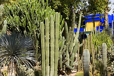 A cobalt blue pavilion surrounded by cactuses and palm trees in the Majorelle Garden, Marrakech, Morocco, North Africa, Africa