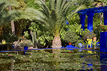 Tropical palms surrounding an ornamental pond containing water lilies at the Majorelle Garden in Marrakech, Morocco, North Africa, Africa