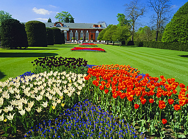 Tulips and the Orangery, Kensington Palace, Kensington Gardens, London, England, UK