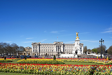 Red and yellow tulips growing in front of Buckingham Palace in April. London, England, United Kingdom, Europe