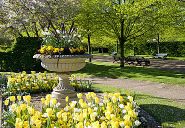 A stone urn planted with narcissus and violas and surrounded by yellow and white tulips in Regent's Park, London, England, United Kingdom, Europe