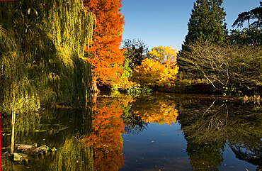 Reflections of autumn foliage in the Bog Garden at the Cambridge Botanic Garden, Cambridge, Cambridgeshire, England, United Kingdom, Europe