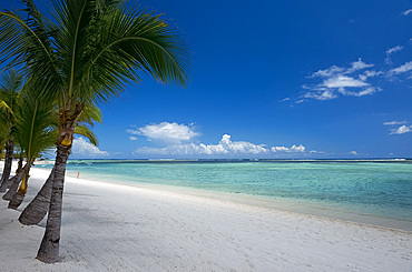 Palm trees and white sand beach near the Lux Le Morne Hotel, on the Le Morne Peninsula, Mauritius, Indian Ocean, Africa