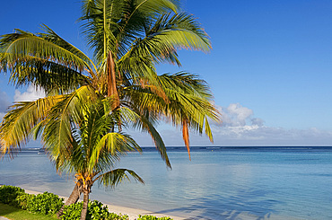 Palm trees and a white sand beach near the Lux le Morne Hotel, on the Le Morne Peninsula, Mauritius, Indian Ocean, Africa