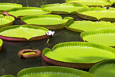 Victoria amazonica (giant water lily) at The Seewoosagur Ramgoolam Royal Botanical Garden, Pamplemousses, Mauritius, Indian Ocean, Africa