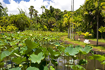 The lotus tank (Nelumbo nucifera) at The Seewoosagur Ramgoolam Royal Botanical Garden, Pamplemousses, Mauritius, Indian Ocean, Africa