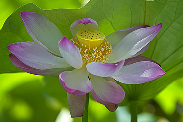 Lotus (Nelumbo nucifera) at The Seewoosagur Ramgoolam Royal Botanical Garden, Pamplemousses, Mauritius, Indian Ocean, Africa