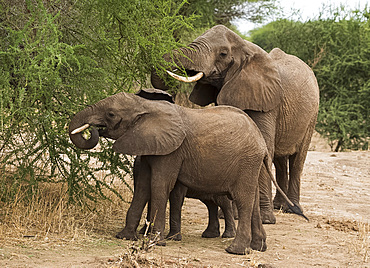 Young elephants and their mother (Loxondonta africana) eating acacia leaves in Tarangire National Park Tanzania, East Africa, Africa