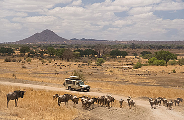 Wildebeest (Connochaetes taurinus) around a safari vehicle in Tarangire National Park, Manyara Region, Tanzania, East Africa, Africa