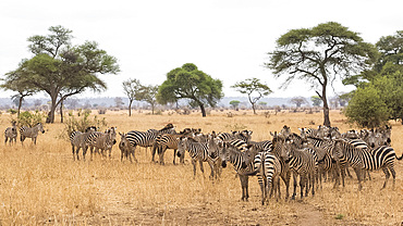 Burchells zebras (Equus burchelli) in Tarangire National Park, Manyara Region, Tanzania, East Africa, Africa