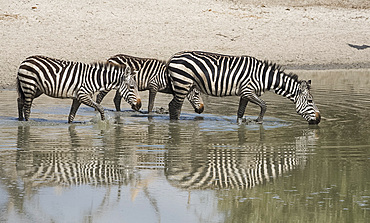 Burchells zebras (Equus burchelli) drinking at a water hole in the Tarangire National Park, Manyara Region, Tanzania, East Africa, Africa