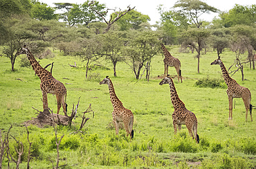 A group of Masai giraffes (Giraffa camelopardalis) in Serengeti National Park, UNESCO World Heritage Site, Tanzania, East Africa, Africa