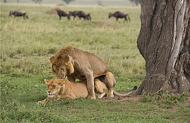 A male and female lion (Panthera leo) mating in Serengeti National Park, UNESCO World Heritage Site, Tanzania, East Africa, Africa