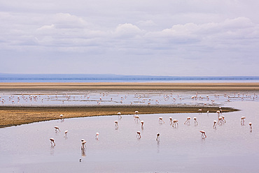 Flamingos on Lake Manyara in Lake Manyara National Park, Tanzania, East Africa, Africa