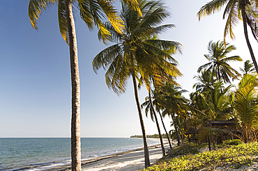 Afternoon sun on palm trees at Ushongo Beach near Pangani, Tanzania, East Africa, Africa