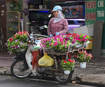 A woman selling pots of petunias from a bicycle in Hoang Hoa Tham Street in Hanoi, Vietnam, Indochina, Southeast Asia, Asia