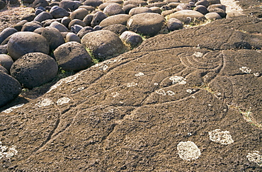 Petroglyph of tuna fish, Ahu Tongariki, Easter Island, Chile, Pacific