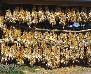 Bunches of Garlic Hanging in a Barn, Britanny, France