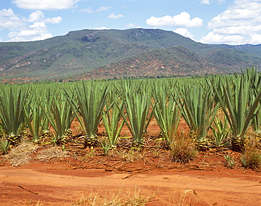 Sisal crop, Kenya, East Africa, Africa