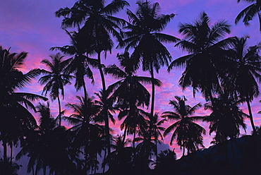 Silhouettes of palm trees, Mahe Island, Seychelles, Indian Ocean, Africa