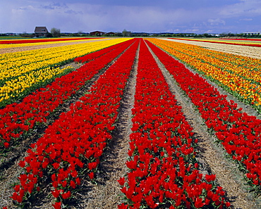 Tulip fields, Nordwejkerhout, Holland (The Netherlands), Europe