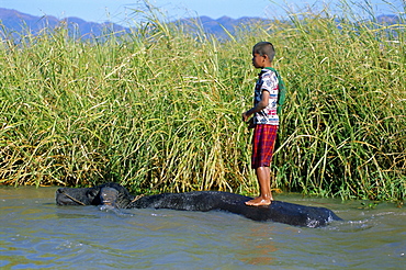 Boy and buffalo, Inle Lake, Shan State, Myanmar (Burma), Asia