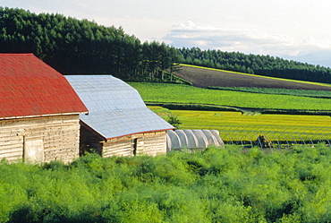 Farm near Asahikawa, Hokkaido, Japan, Asia