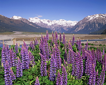 Wild lupin flowers (Lupinus) with Birdwood Mountains behind, Arthur's Pass, Central Canterbury, Canterbury, South Island, New Zealand, Pacific