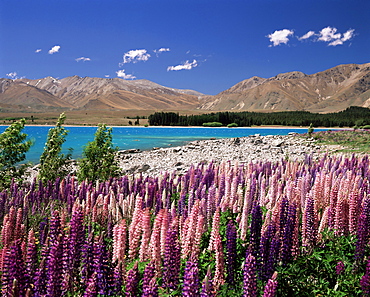 Wild lupin flowers (Lupinus) beside Lake Tekapo, Mackenzie Country, South Canterbury, Canterbury, South Island, New Zealand, Pacific