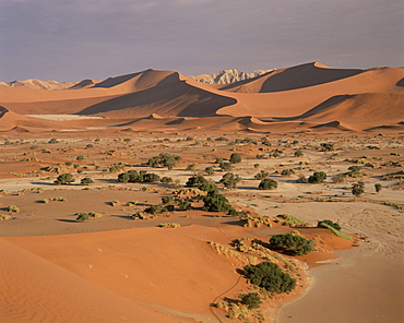 Parabolic sand dune formations, Sossusvlei, Namib-Naukluft Park, Namibia, Africa