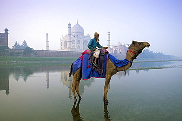 Camel by the Yamuna River with the Taj Mahal behind, UNESCO World Heritage Site, Agra, Uttar Pradesh state, India, Asia