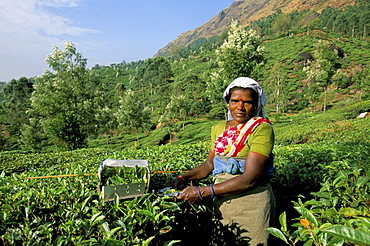 Woman picking tea on tea plantation, Munnar, Western Ghats, Kerala state, India, Asia