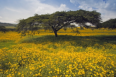 Acacia tree and yellow Meskel flowers in bloom after the rains, Green fertile fields, Ethiopian Highlands near the Simien mountains and Gonder, Ethiopia, Africa