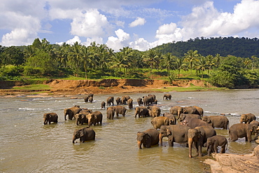 Elephants bathing in the river, Pinnewala Elephant Orphanage near Kegalle, Sri Lanka, Asia