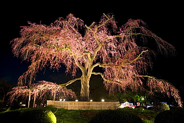 Famous giant weeping cherry tree (Sakura) in blossom and illuminated at night, Maruyama Park, Kyoto, Kansai region, Honshu, Japan, Asia