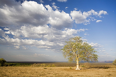 Lone tree in the landscape near the Omo river in southern Ethiopia, Ethiopia, Africa