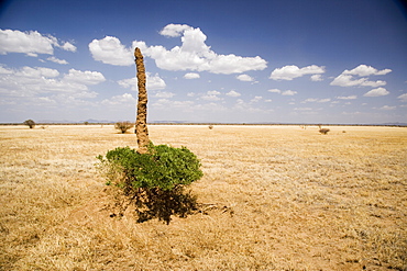 Termite mound, Lower Omo Valley, Ethiopia, Africa