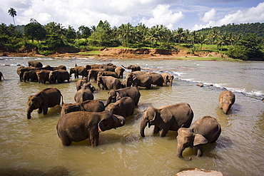 Elephants bathing in the river, Pinnewala Elephant Orphanage near Kegalle, Hill Country, Sri Lanka, Asia