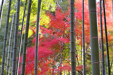 Colourful maples in autumn colours viewed from a bamboo grove, Arashiyama, Kyoto, Kansai Region, Honshu, Japan, Asia