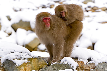 Japanese macaque (Macaca fuscata) (Snow monkey), mother carrying baby through the snow, Joshin-etsu National Park, Honshu, Japan, Asia