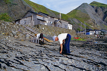 Seaweed farming, Rebun Island, Hokkaido, Japan, Asia