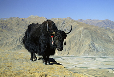 Yak, Tibet, Asia *** Local Caption ***