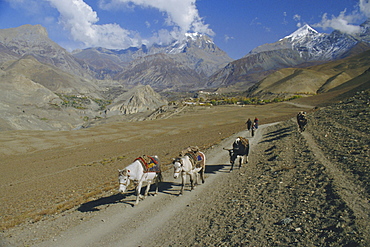 Thorung La Pass, Jharkot region, Mustang, Nepal