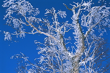 Tree in winter, Hokkaido, Japan, Asia