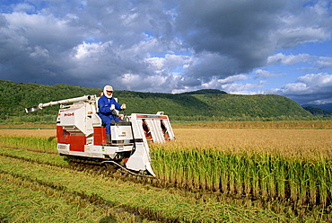 Rice harvesting, Hokkaido, Japan, Asia