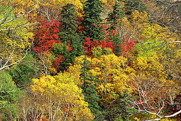 Fall foliage, Hokkaido, Japan, Asia